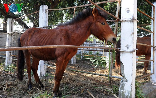 A tour of the biggest horse farm in the north - ảnh 7